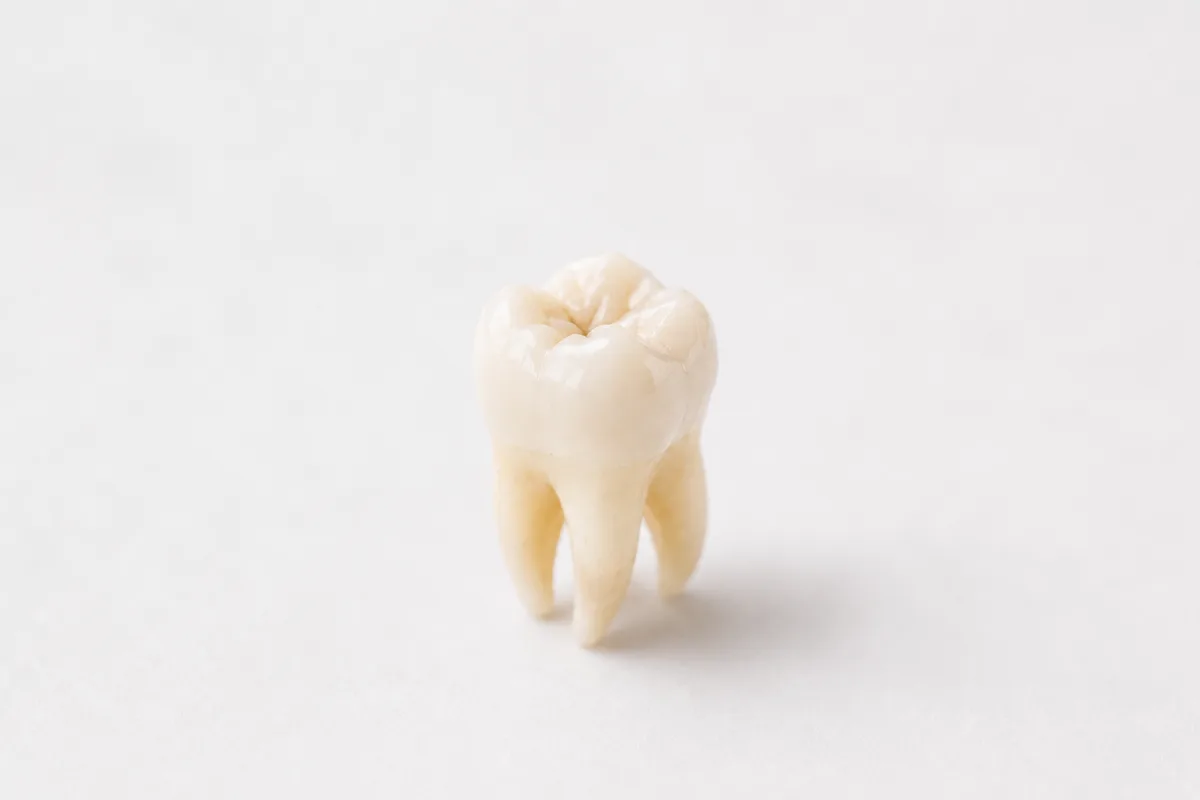 Single tooth model on white surface