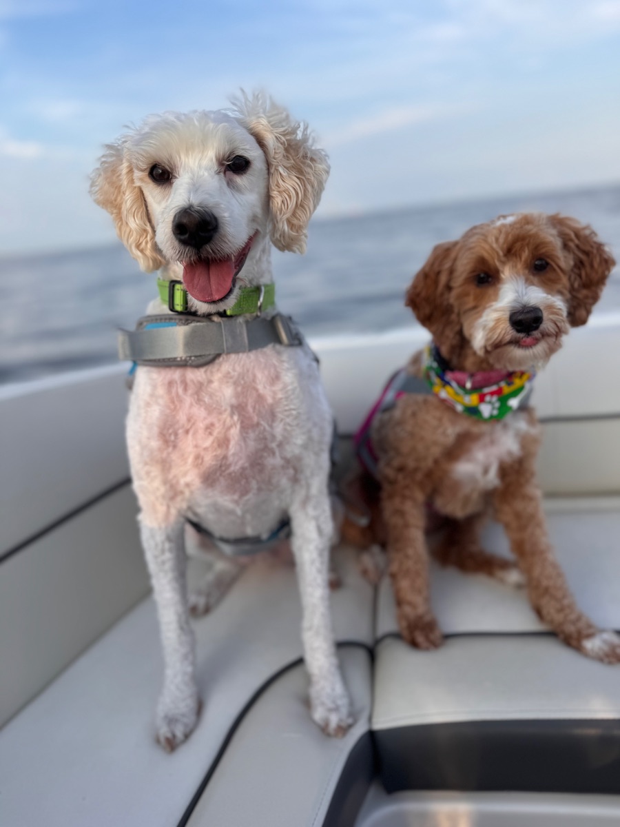 Frank and Mabel, the two Rabbit Creek Dental office dogs, sitting together on a boat